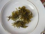 Alga da identificare